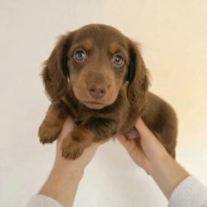 Dogs for Adoption