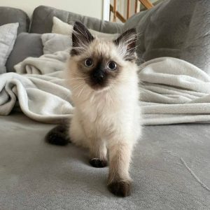 Family Companion Kittens adoption