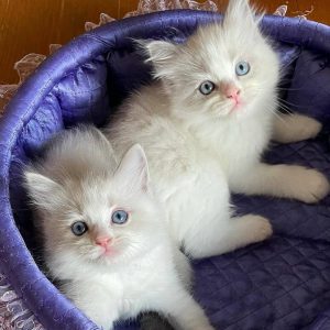 Family Friendly Kittens adoption