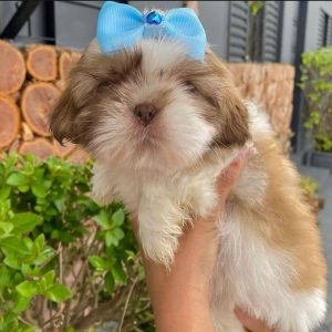 Family Puppies for Adoption