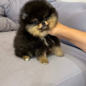 Forever Home Placement adoption