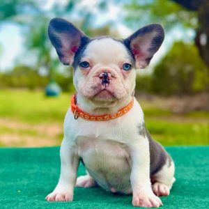 French Bulldog Puppy Rehoming Illinois