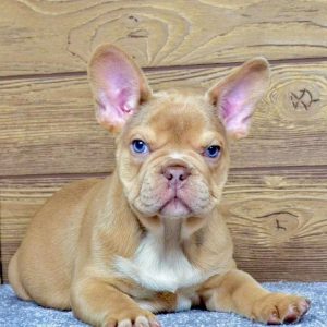 French Bulldog Puppy Rehoming Indiana