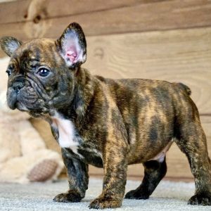 French Bulldog Puppy Rehoming Iowa
