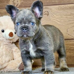 French Bulldog Puppy Rehome in Kansas