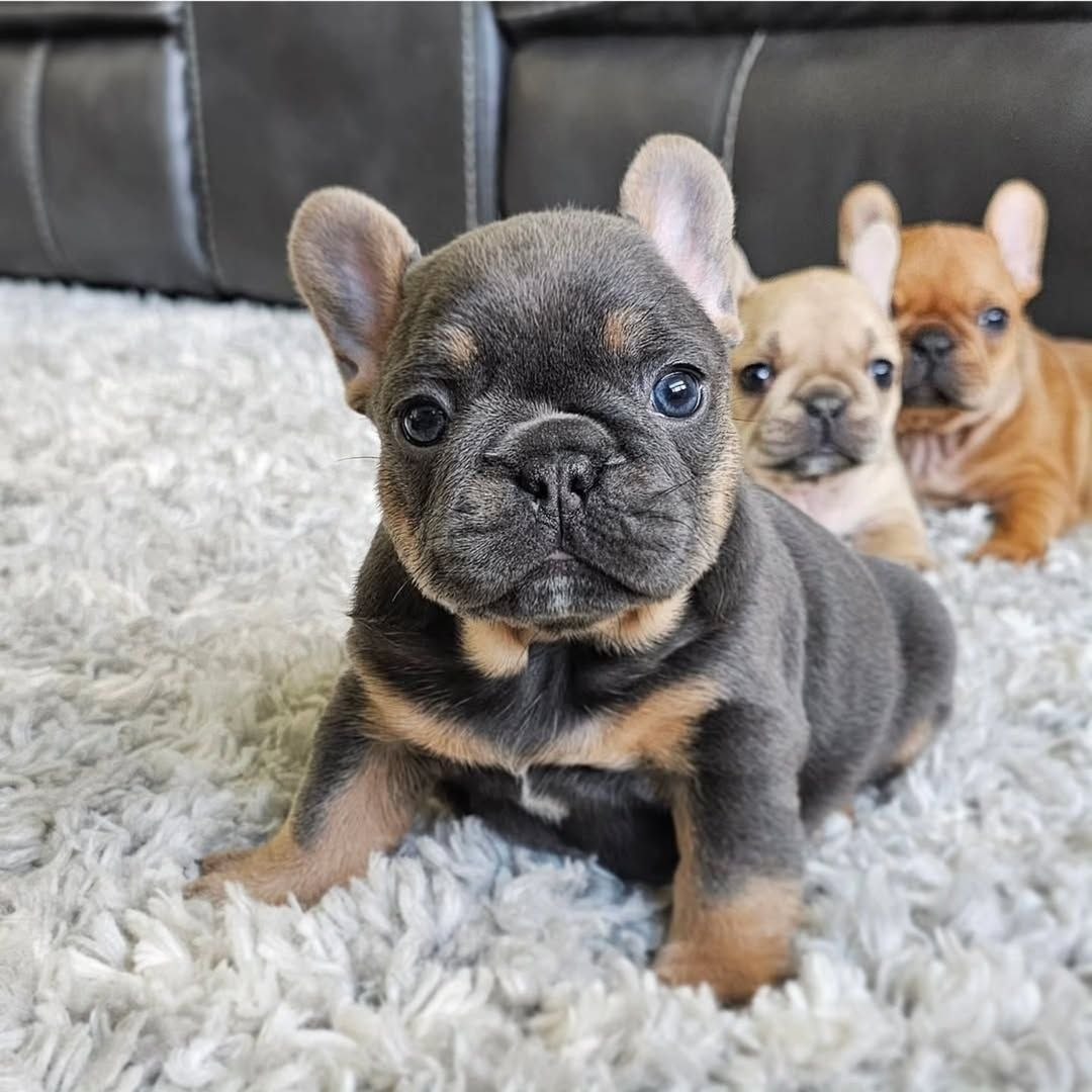 French Bulldog puppies