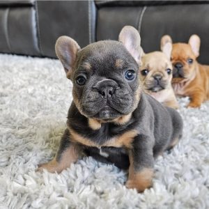 French Bulldog puppies