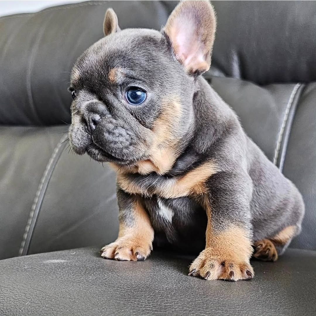 French Bulldog puppies
