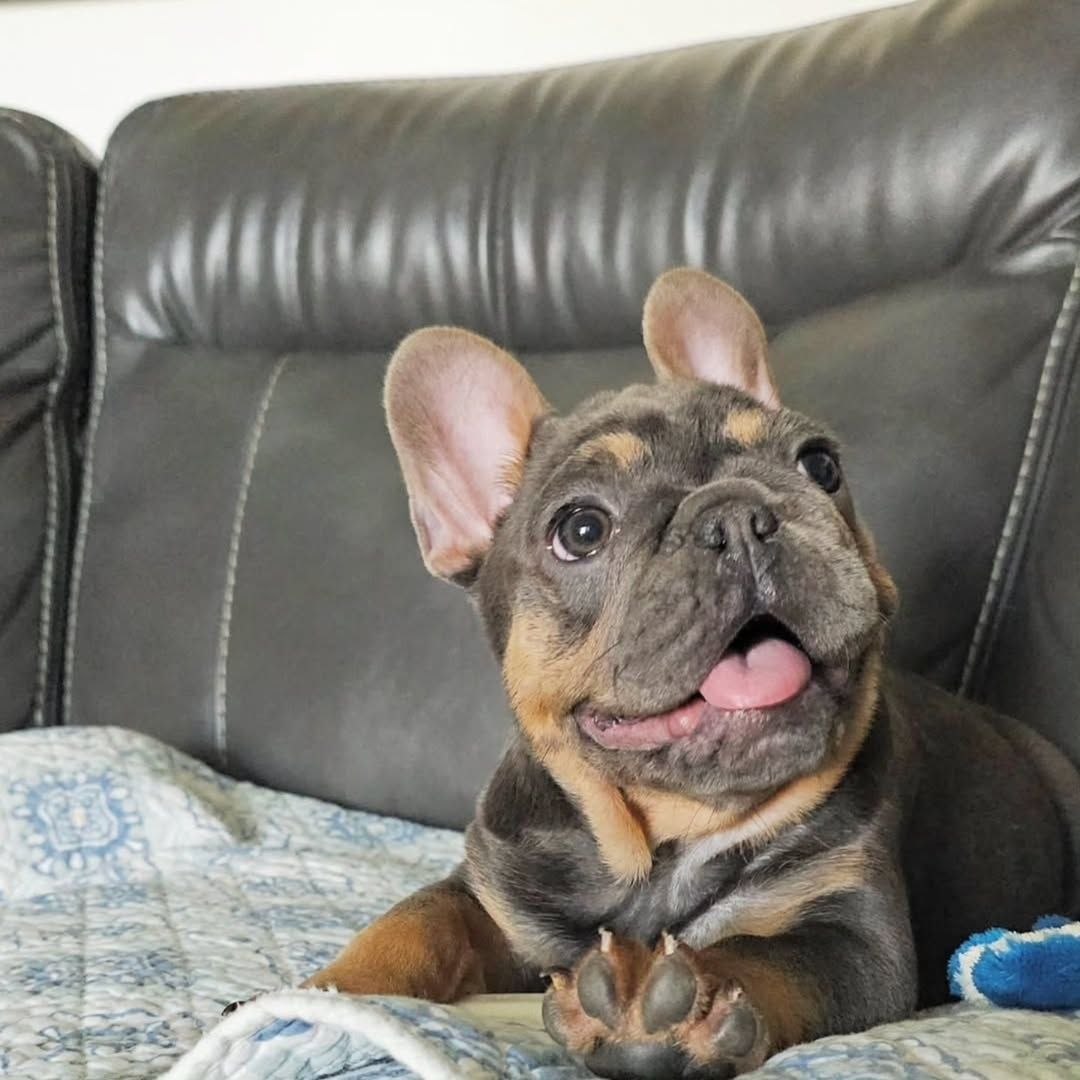 French Bulldog puppies