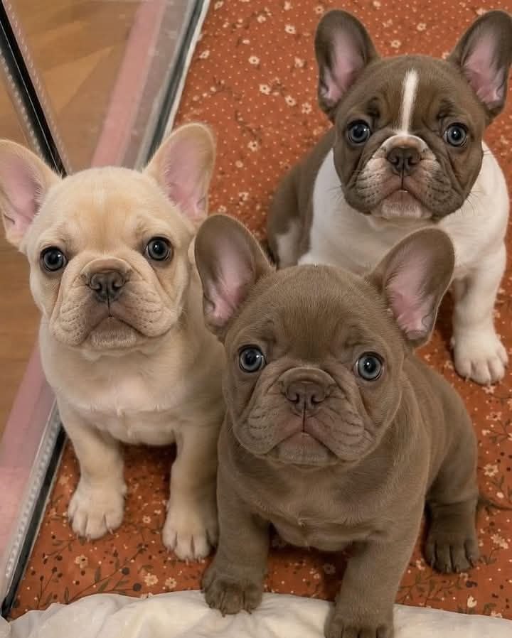 French Bulldog puppies for adoption