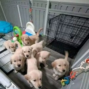 Golden Retriever puppies for adoption