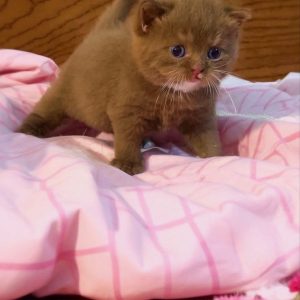 Gray Munchkin Kittens