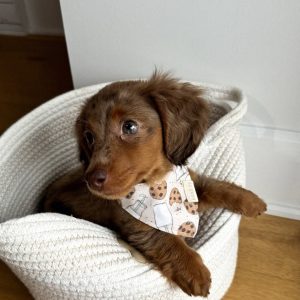 Healthy Dachshund puppies near me