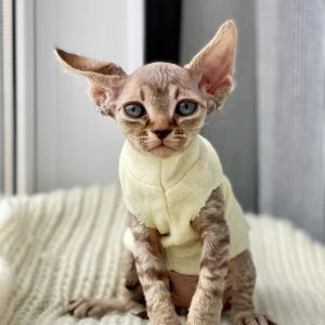 Kitten Adoption Rehoming