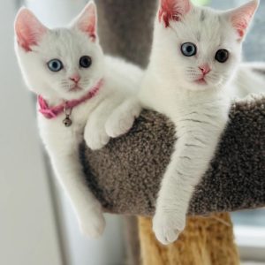 Kittens Available adoption