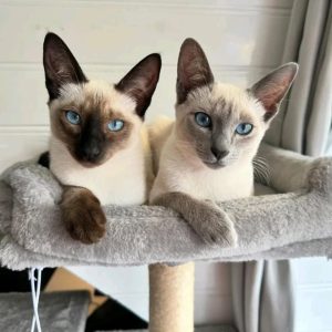 Kittens Looking for Loving Families adoption