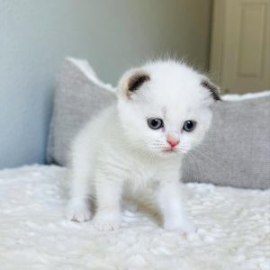 Kittens Ready for New Homes adoption