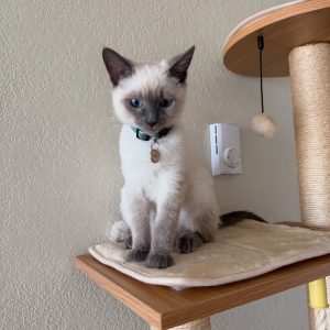 Kittens Seeking Forever Homes adoption