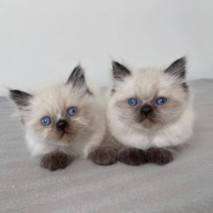 Kittens for Rehoming adoption