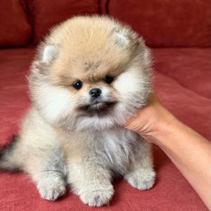 Loving Home Placement adoption