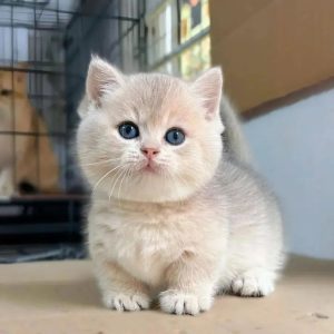 Luxury Kittens adoption