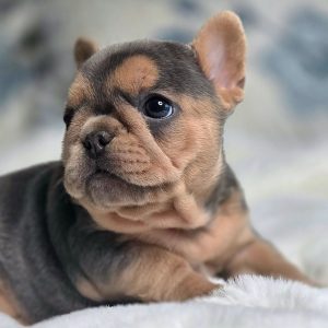 Mini Frenchie puppies