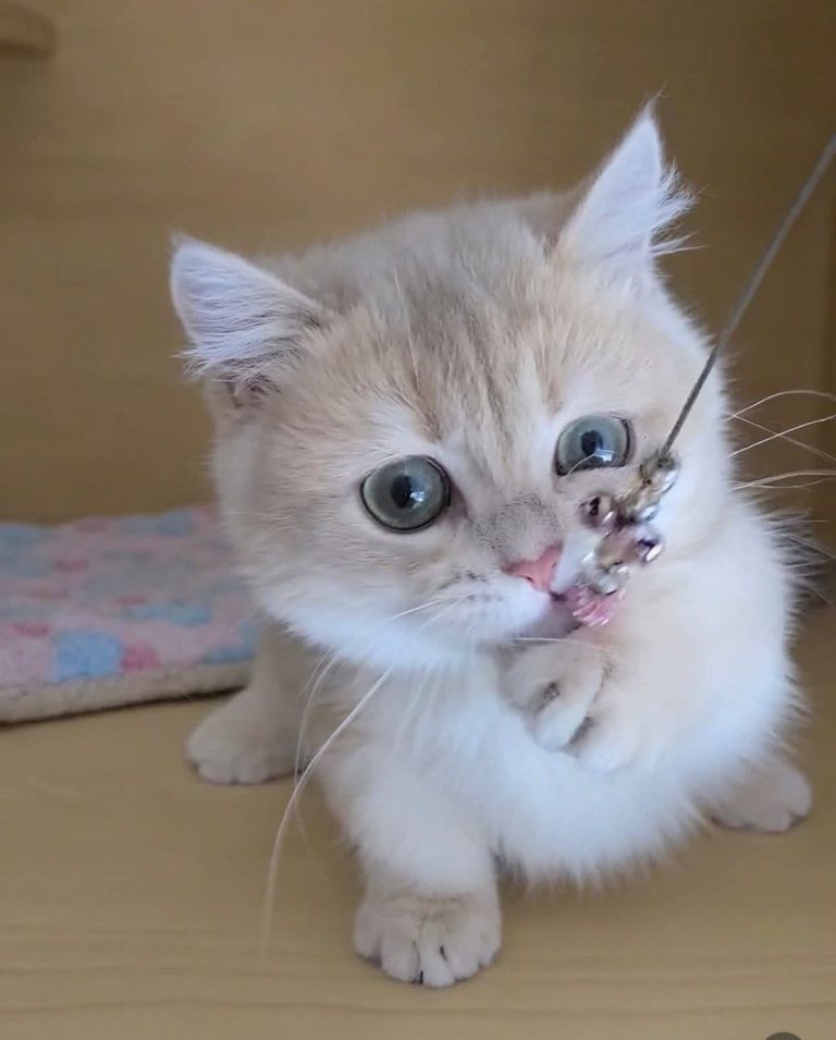 Munchkin Kittens for Adoption