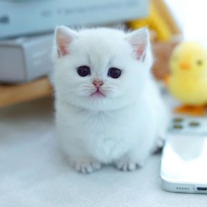 Munchkin Kittens for Adoption Georgia