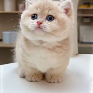 Munchkin Kittens for Adoption Hawaii