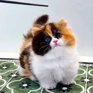 Munchkin Kittens for Adoption Maryland
