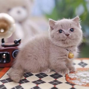 Munchkin Kittens for Adoption Massachusetts