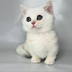 Munchkin Kittens for Adoption Michigan