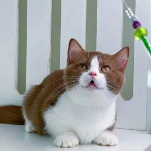 Pedigree Kittens adoption