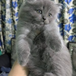 Persian kittens available for rehoming