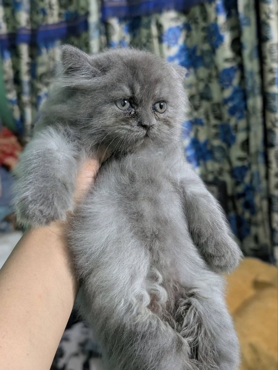Persian kittens available for rehoming