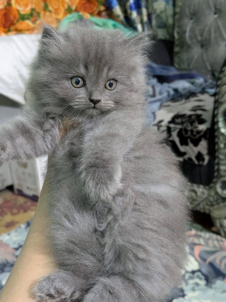 Persian kittens available for rehoming