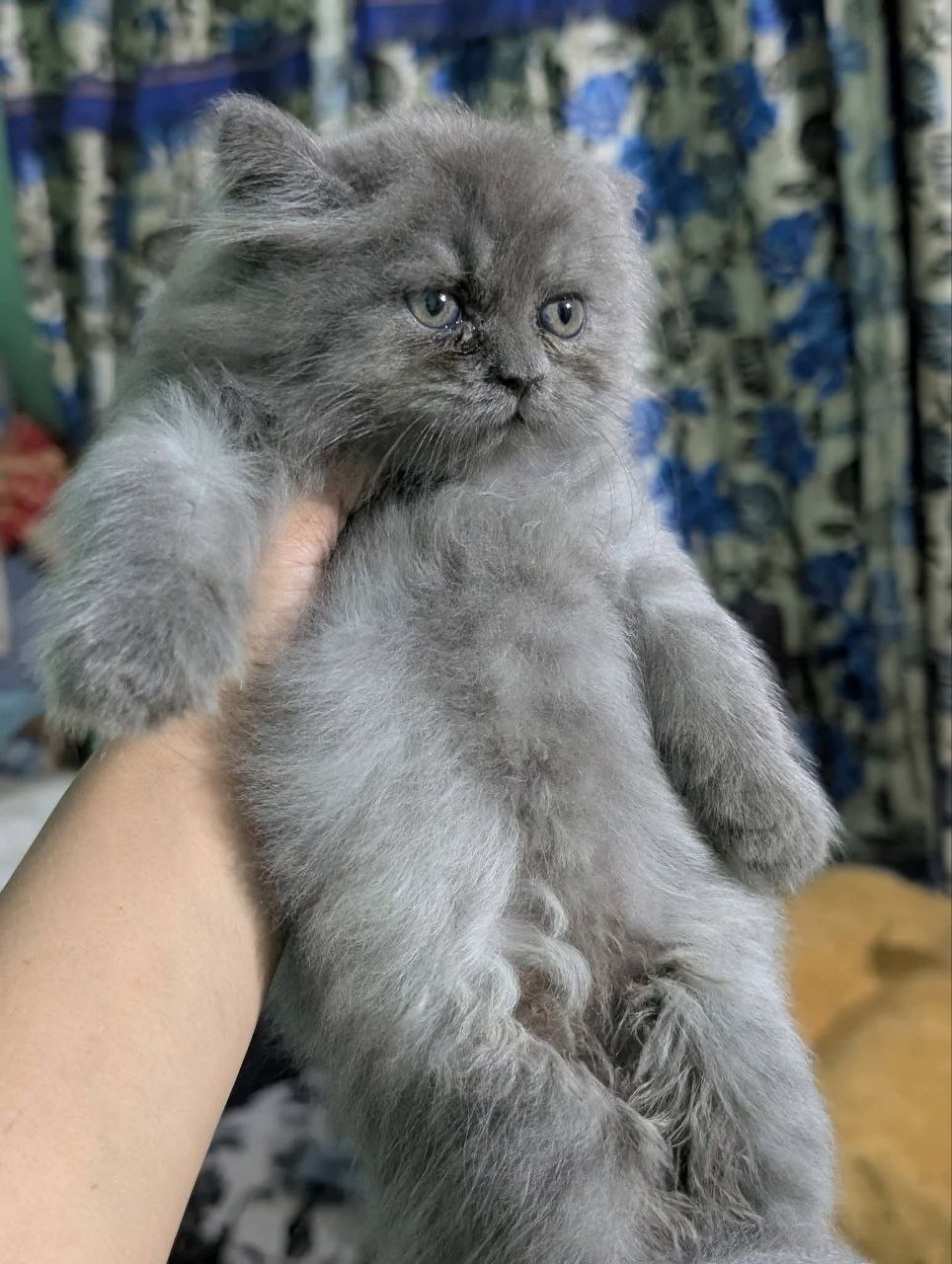 Persian kittens available for rehoming