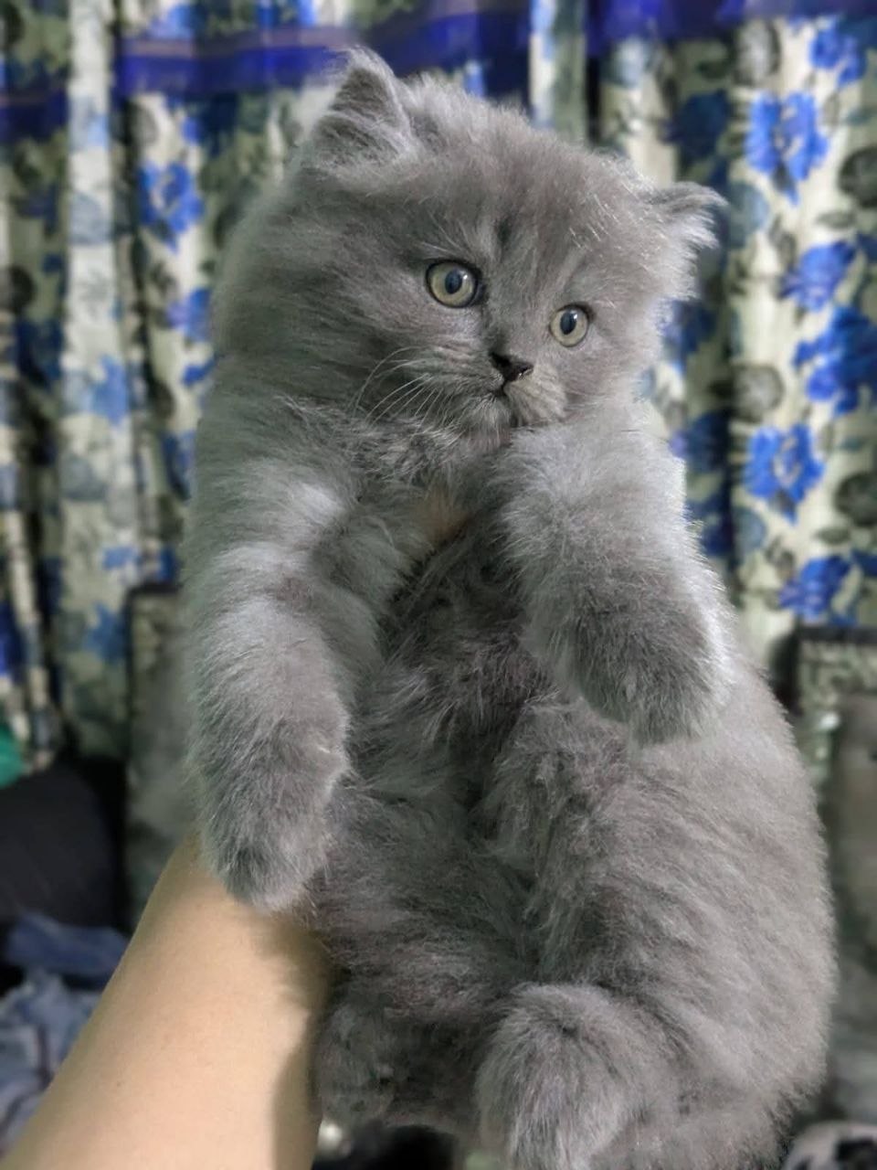 Persian kittens available for rehoming