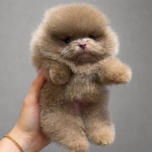 Pomeranian puppy adoption