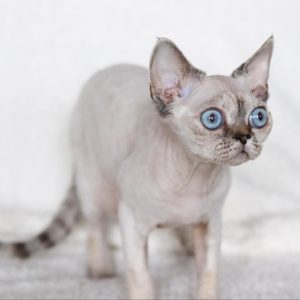 Premium Kittens adoption