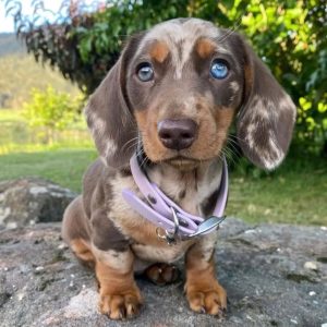 Puppies Available for Adoption