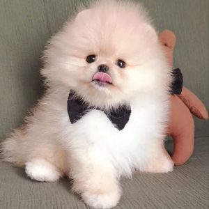 Puppies Available for Placement adoption