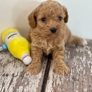 Puppies Looking for Homes adoption