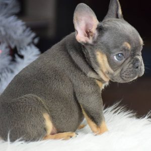 Puppies Near Me for Adoption