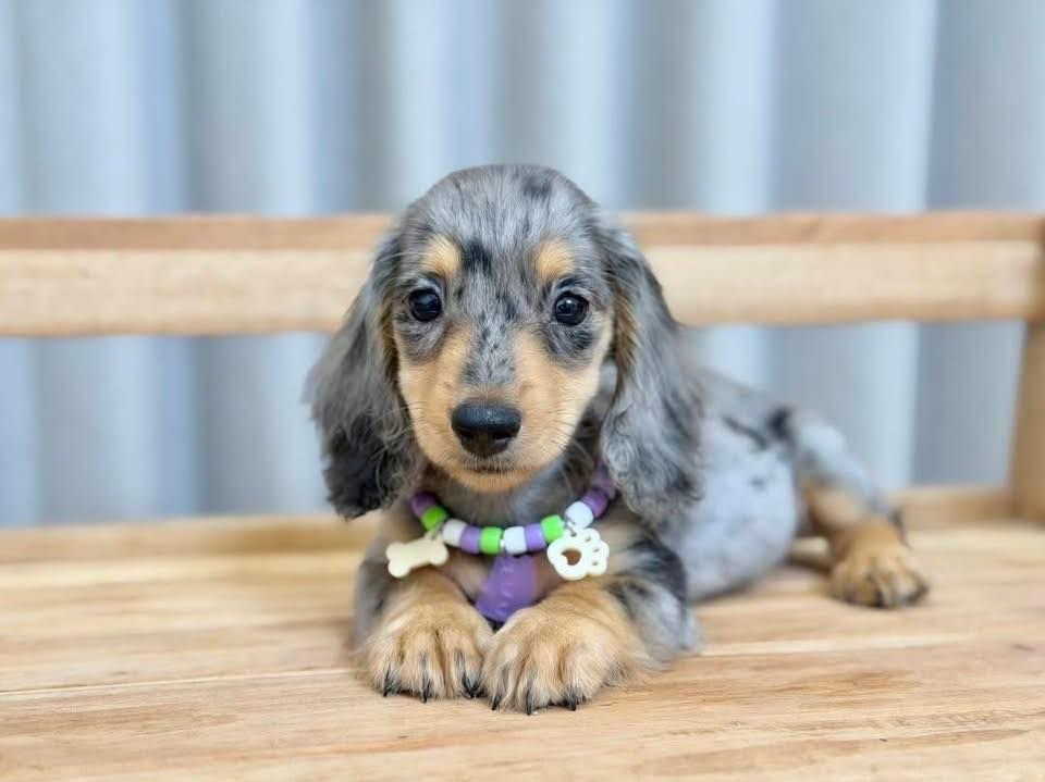 Puppies Ready for Loving Homes adoption