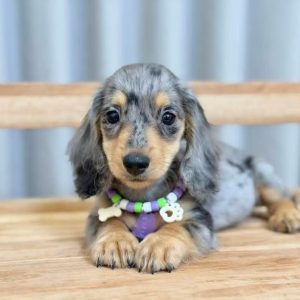 Puppies Ready for Loving Homes adoption