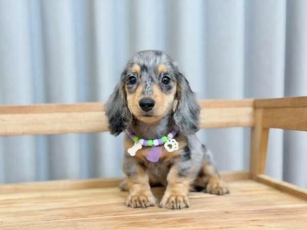 Puppies Ready for Loving Homes adoption