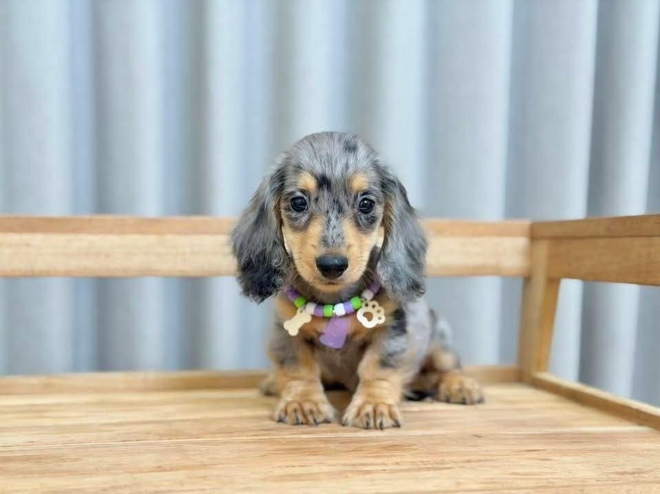Puppies Ready for Loving Homes adoption