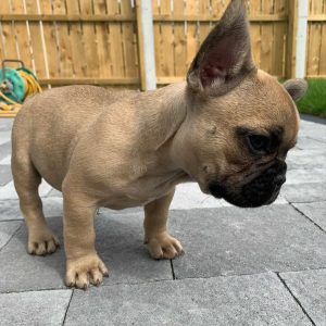 Puppies Ready for New Homes adoption