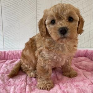 Puppies Seeking Forever Homes adoption